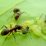 Kako se riješiti mrava na ribizli u proljeće